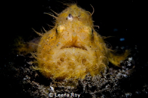 Frogfish by Leena Roy 